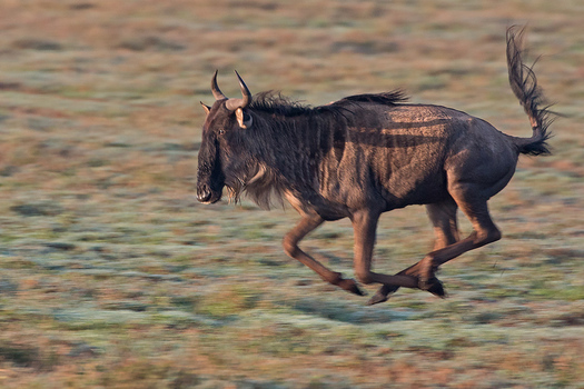 Wildebeast