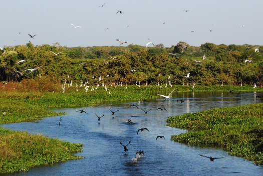 Wetland birds