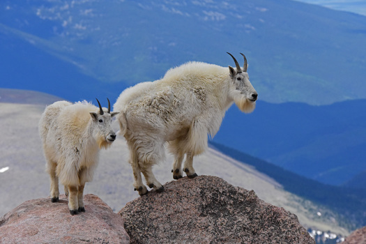Mountain Goats