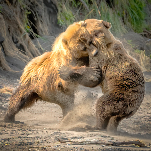 Young bears