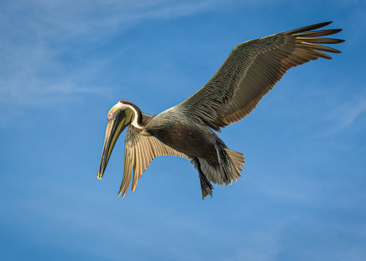 Hovering Pelican