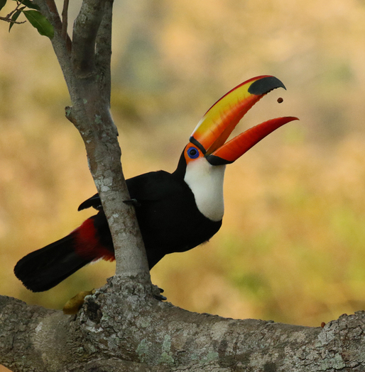 Toucan