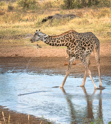 Giraffe
