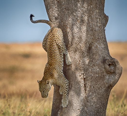 Leopard