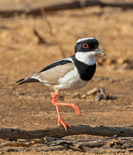 Pied Plover