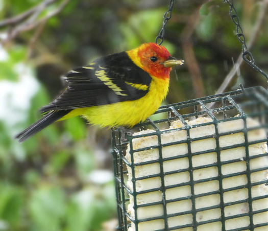 Western Tanager
