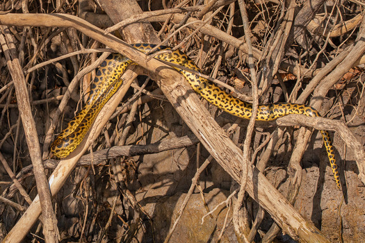 Yellow Anaconda