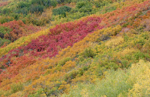 Autumn Scene