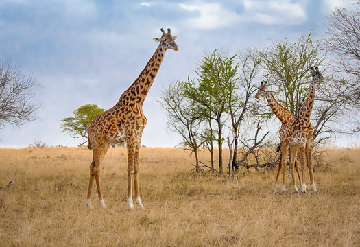 Giraffes