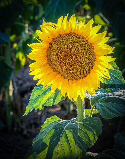 Sunflower