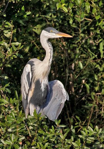 Cocoi Heron