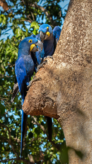 Hyacinth Macaws