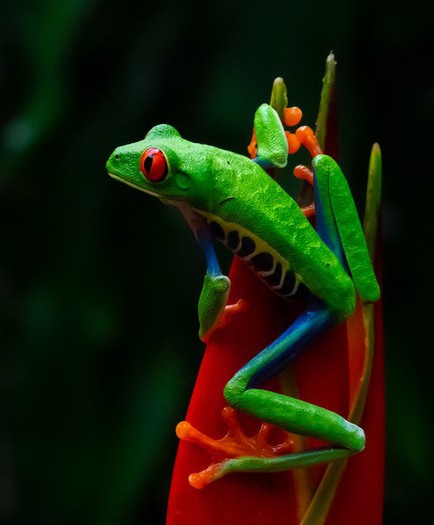 Green Frog