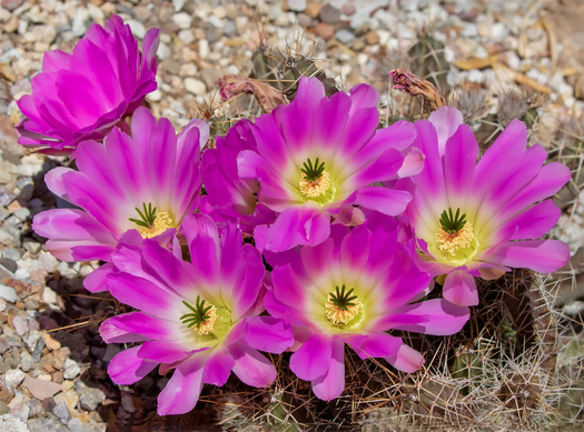Cactus Flowers