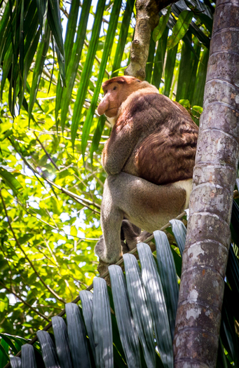 Proboscis Monkey