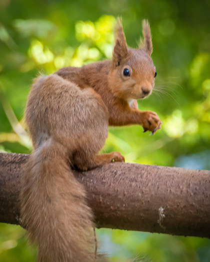 Squirrel