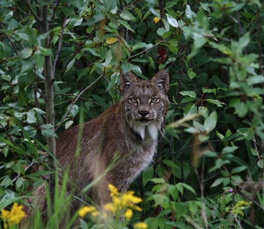 Canada Lynx