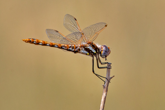 dragon fly with insect prey