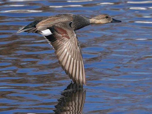 male gadwall in flight