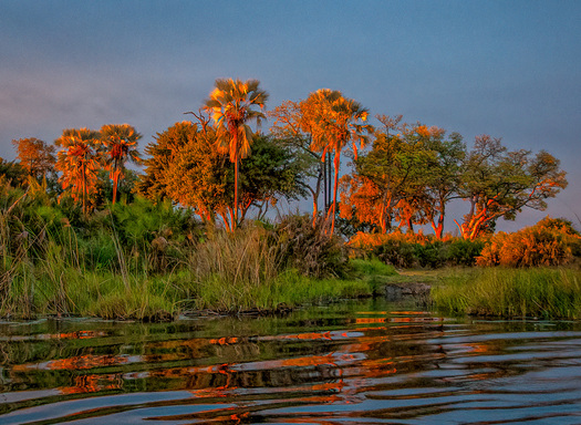 palm trees at sunset