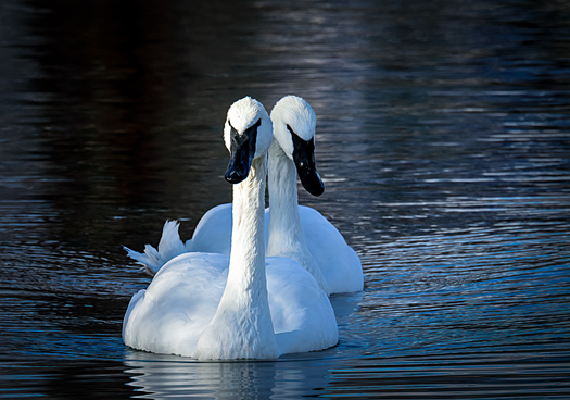 trumpeter swans