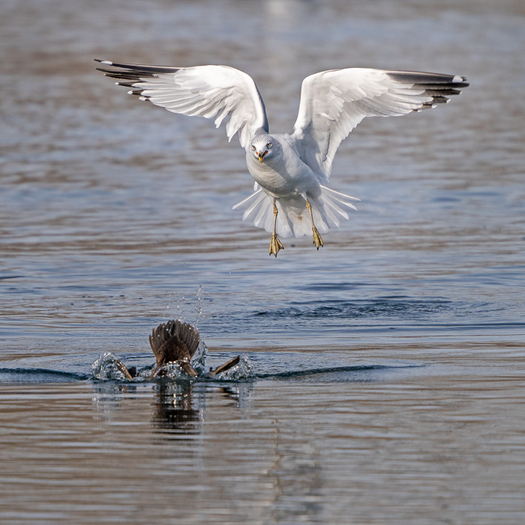 ring-billed gull and diving merganser