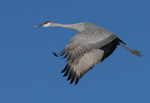 sandhill crane