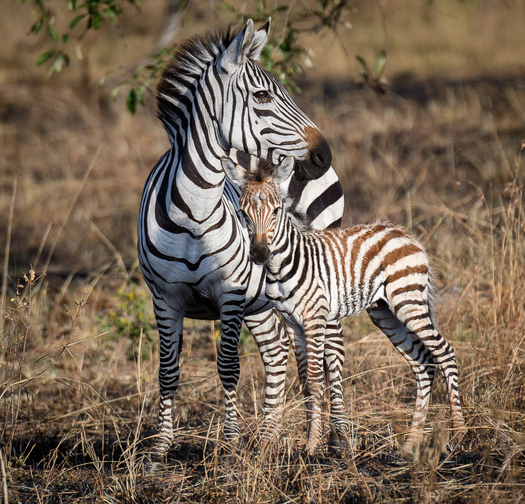zebra mother and child