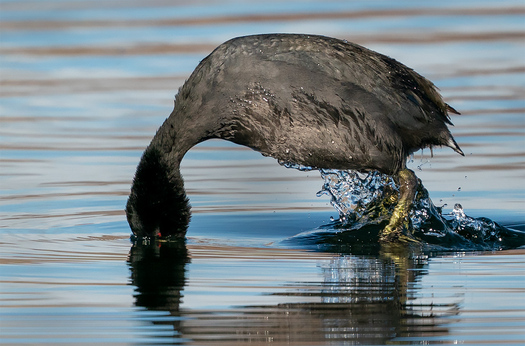 diving coot
