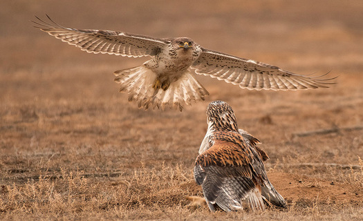 two raptors