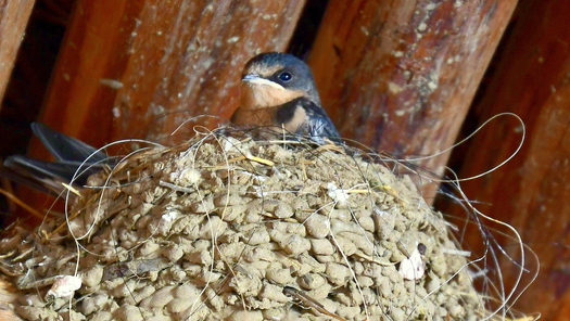 swallow on a nest