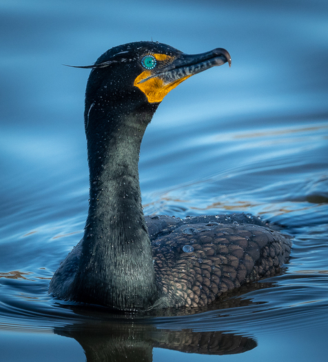 Double-crested Cormorant
