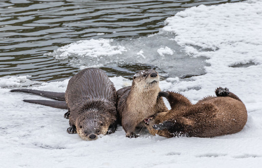 Otters on snow