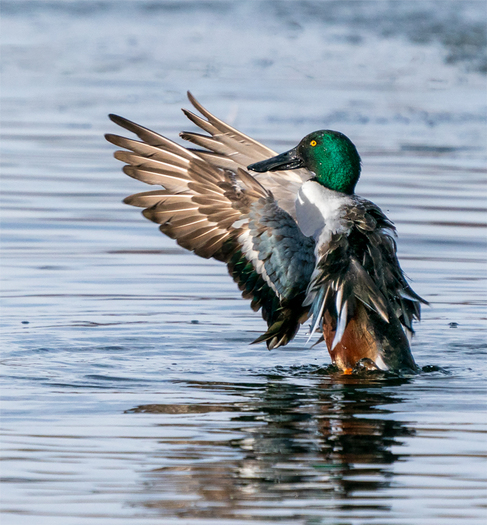 Northern Shoveler