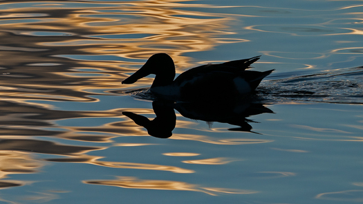 Northern Shoveler silhouette