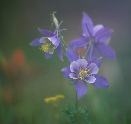 Cplumbine Flowers