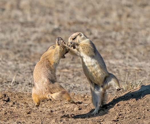 Arguing Prairie Dogs