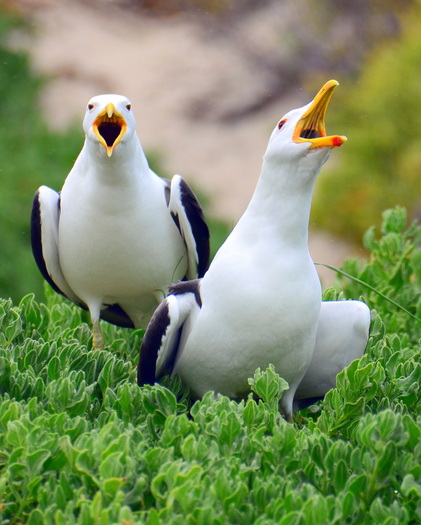 Two Gulls