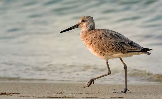 Sandpiper