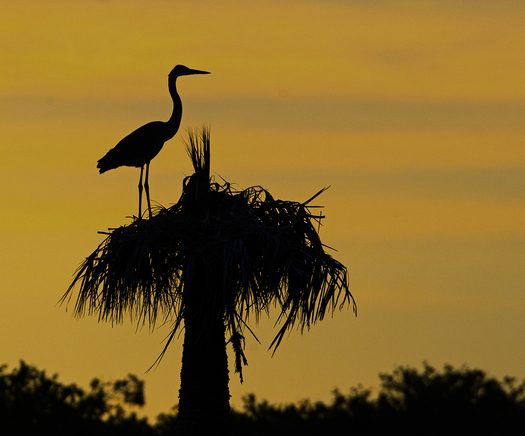 Great Blue Heron - Silhouette
