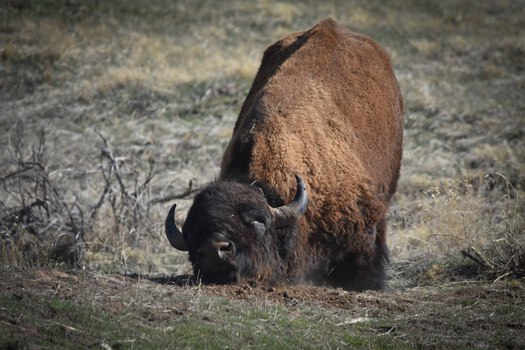 Kneeling Bison