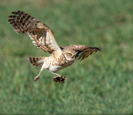 Burrowing Owl