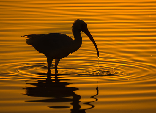 Ibis