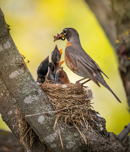Robin Feeding Chicks