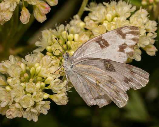 Checkered White Butterfly