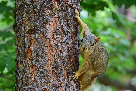 Fox Squirrel