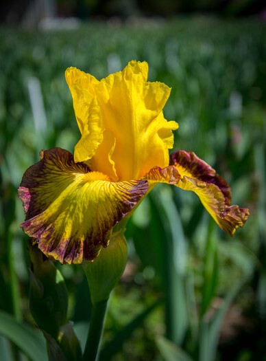 Iris