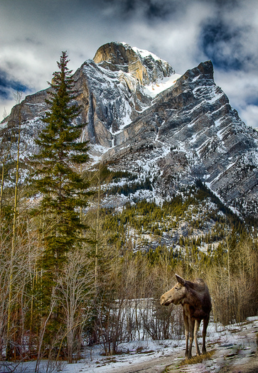 Moose