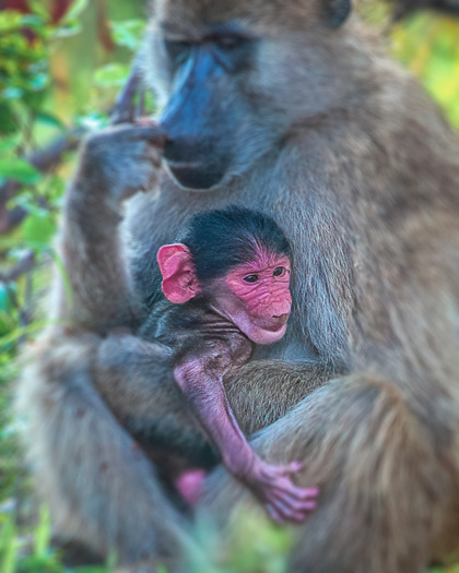 Baboon Baby
