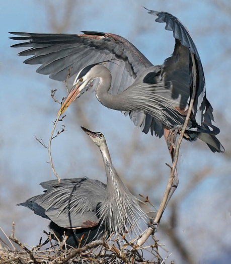 Great Blue Herons